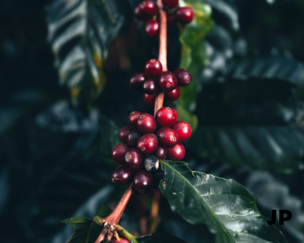 Skirtingos kavos rūšys ir kafestolio bei kahveolio kiekis: ar tai svarbu cholesterolio atžvilgiu?